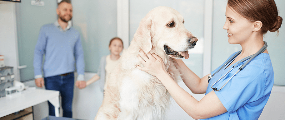 Assurance chien - Les raisons pour lesquelles il faut y souscrire